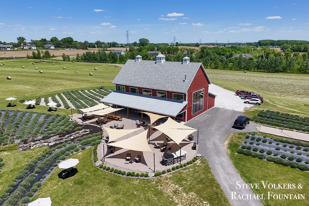 The barn framed by rows of lavender