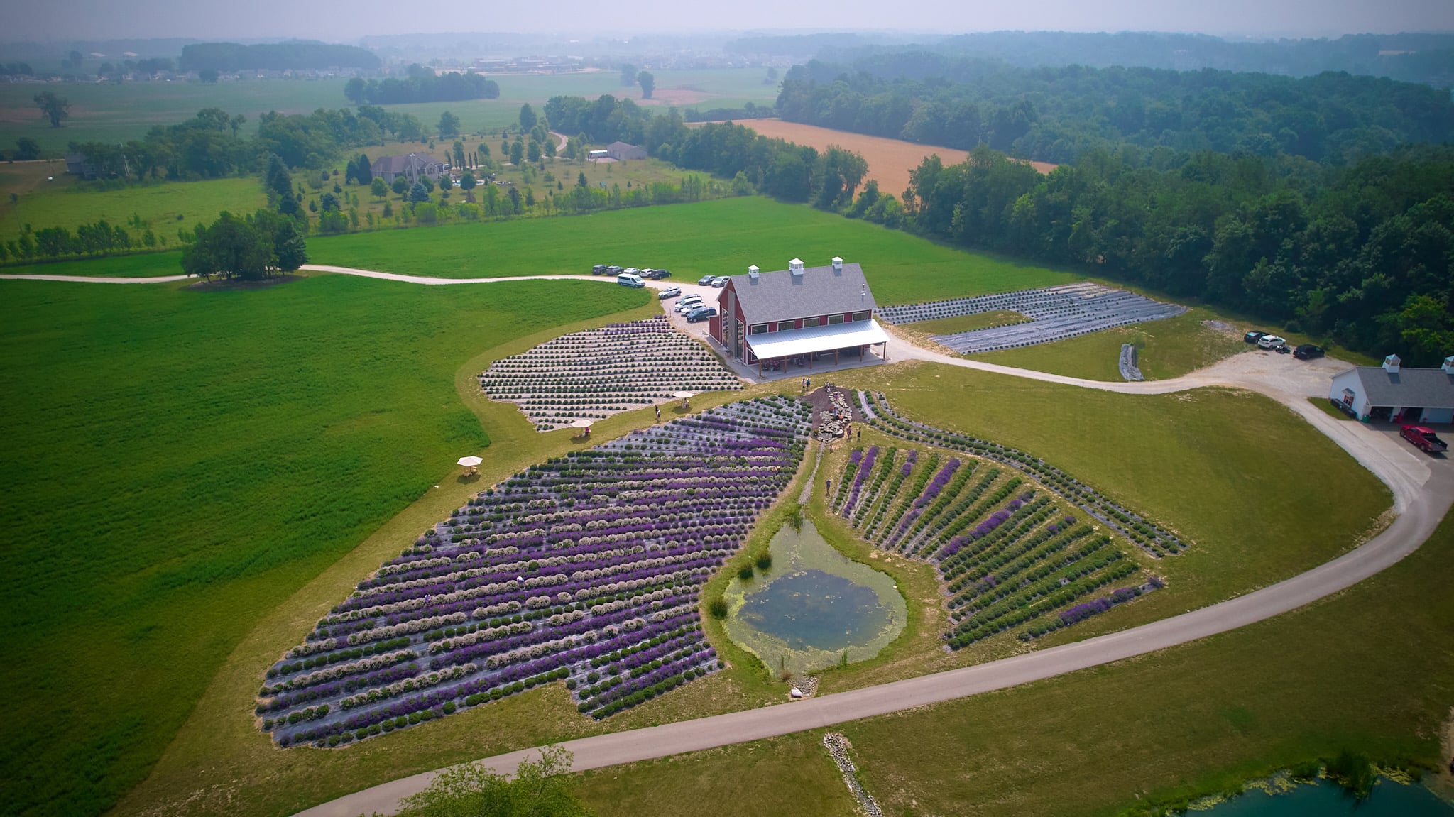 Aerial of the lavender rows and the barn
